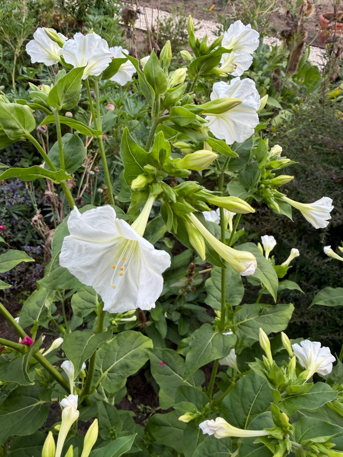 Witte Mirabilis Jalapa - Vieruursbloem, Ophalen of Verzenden, Volle zon