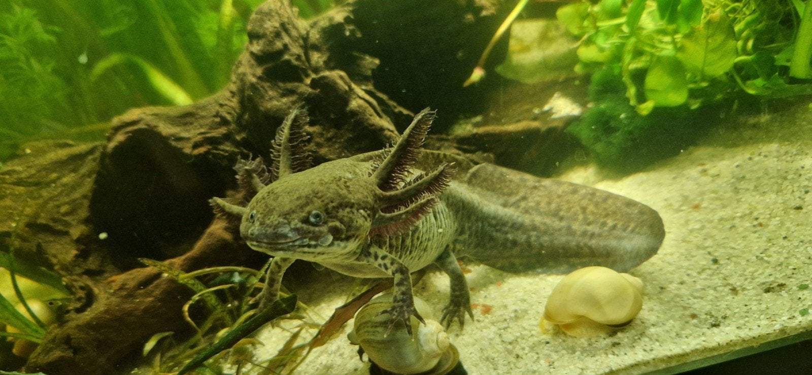 2 axolotls ( 10 maand jong), Dieren en Toebehoren, Vis