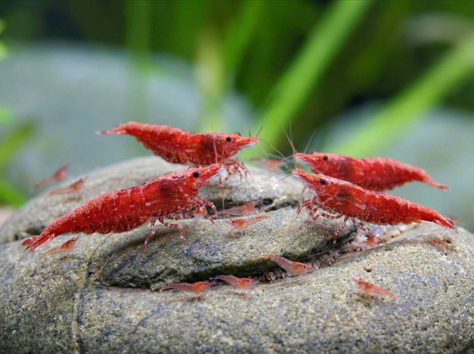 Red Fire Shrimp - Rode vuurgarnaal - Aquarium - Zoetwater