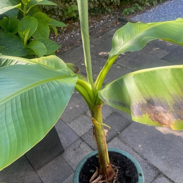 Bananenplant Musa Basjo, Tuin en Terras, Planten | Tuinplanten, Ophalen, Vaste plant, Fruitplanten, Volle zon