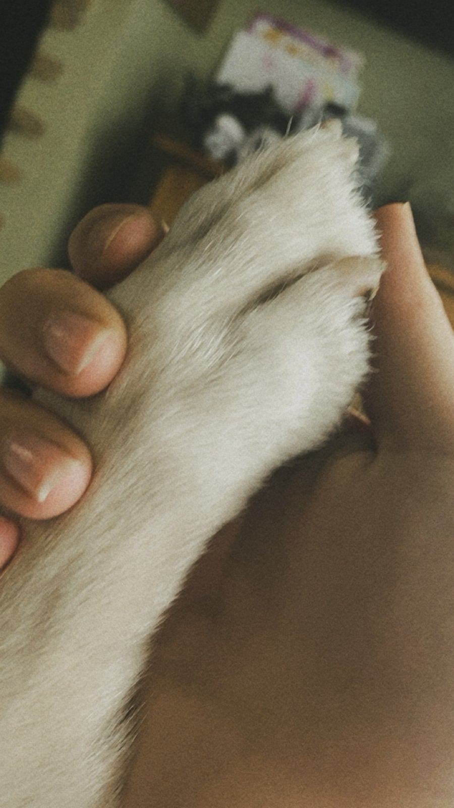 Dieren oppas aangeboden, Komt aan huis, Oppas