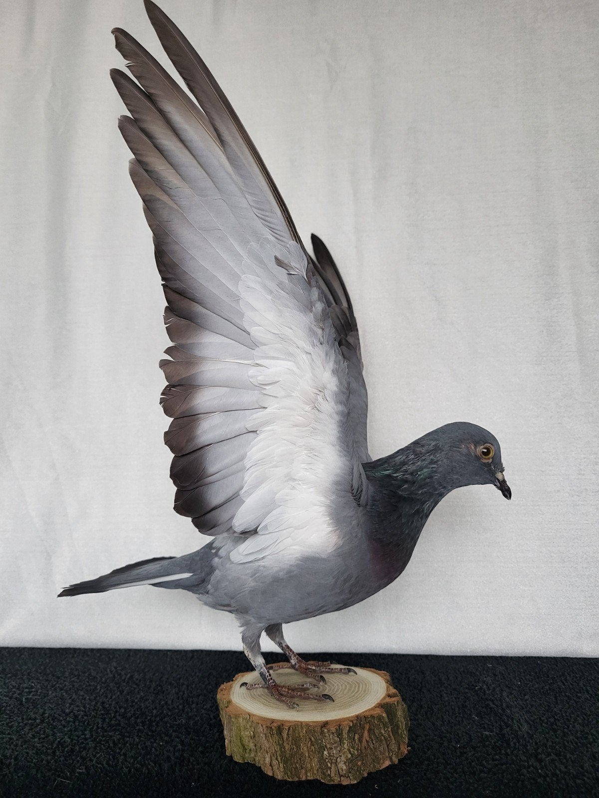 Een prachtige opgezette duif met open vleugels!, Ophalen of Verzenden, Nieuw, Vogel, Opgezet dier