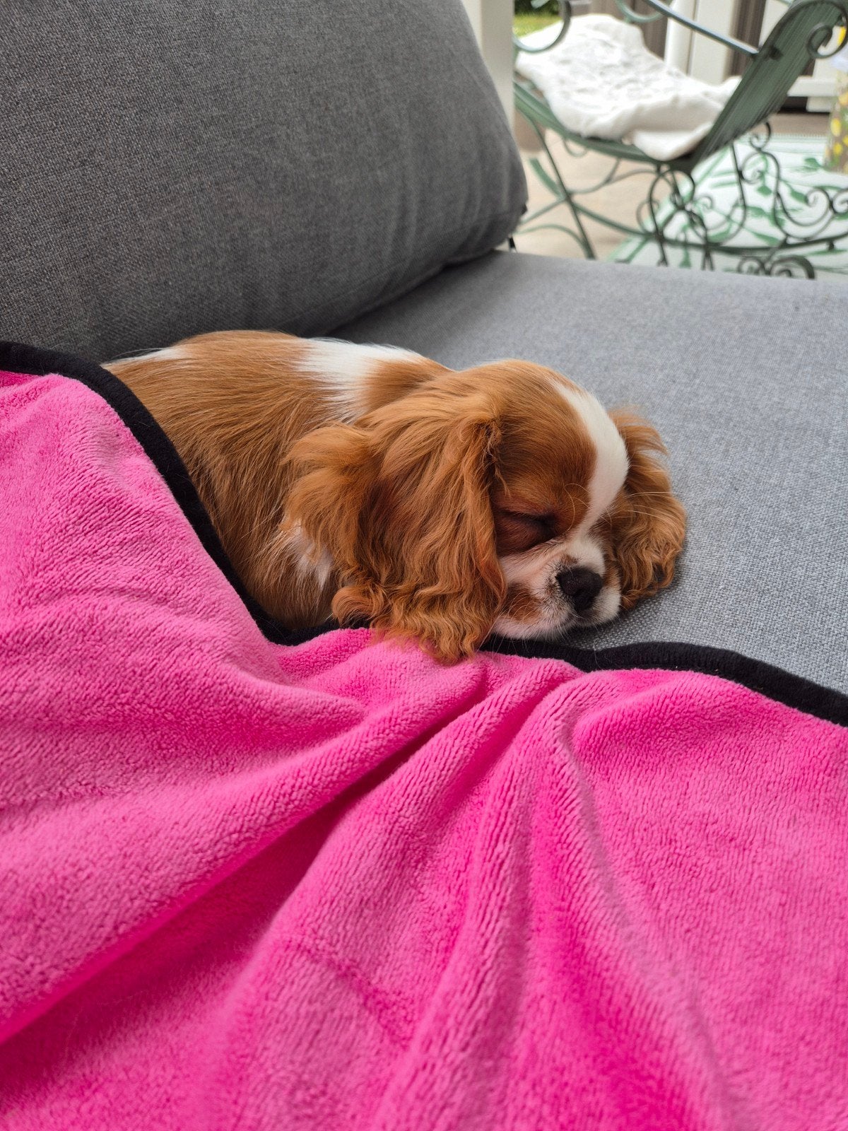 Goed thuis gezocht Cavalier King Charles Spaniel pup teefje., Particulier, Overige rassen, 8 tot 15 weken, Buitenland