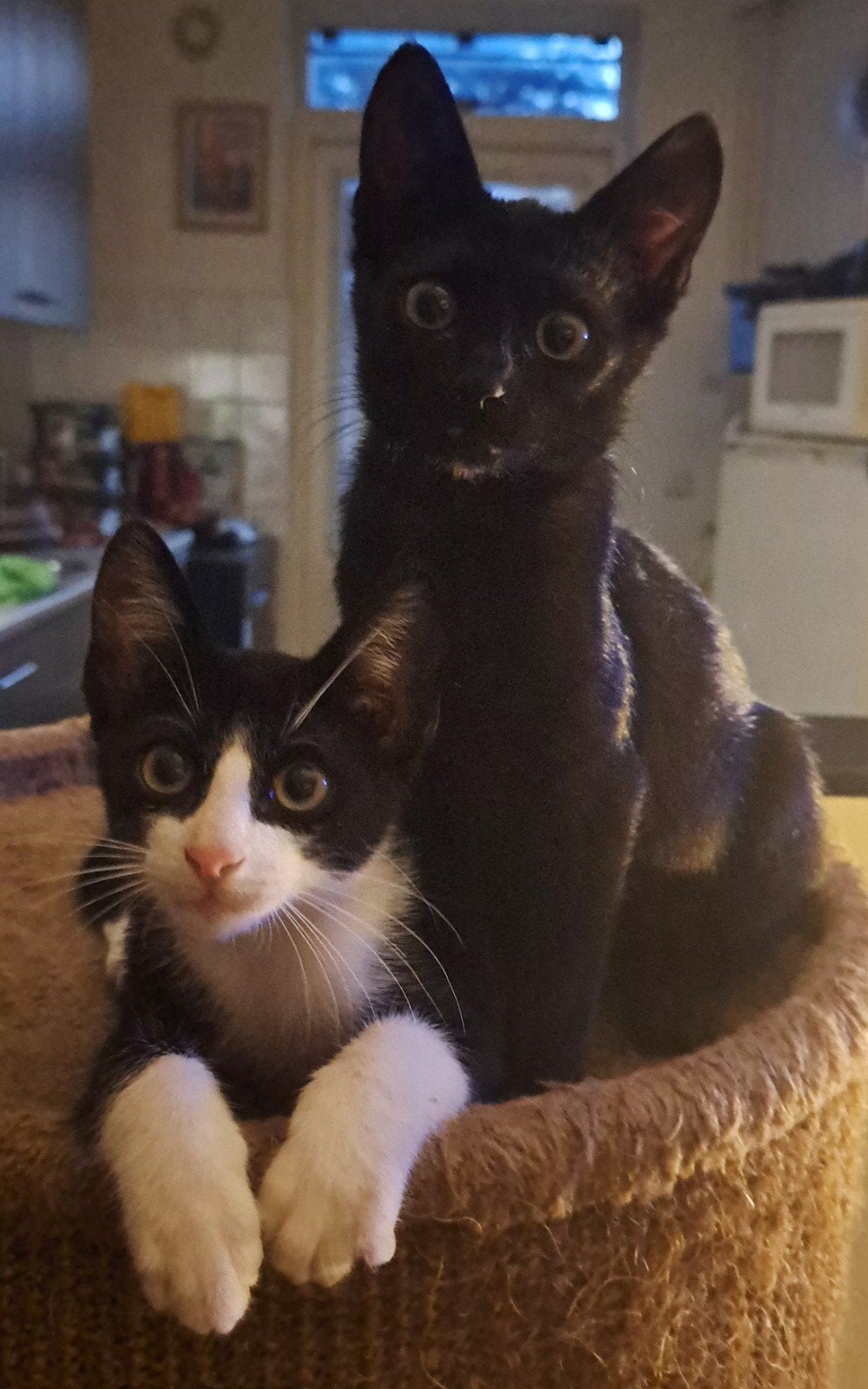 kittens x Siamees, Meerdere dieren, Kortharig, 0 tot 2 jaar