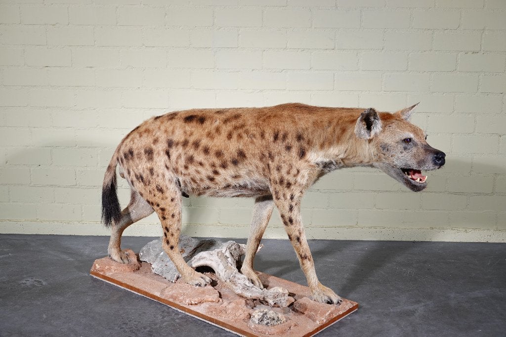 opgezette hyena gevlekte hyena taxidermy, Verzamelen, Ophalen, Zo goed als nieuw, Hert, Gewei of Kop