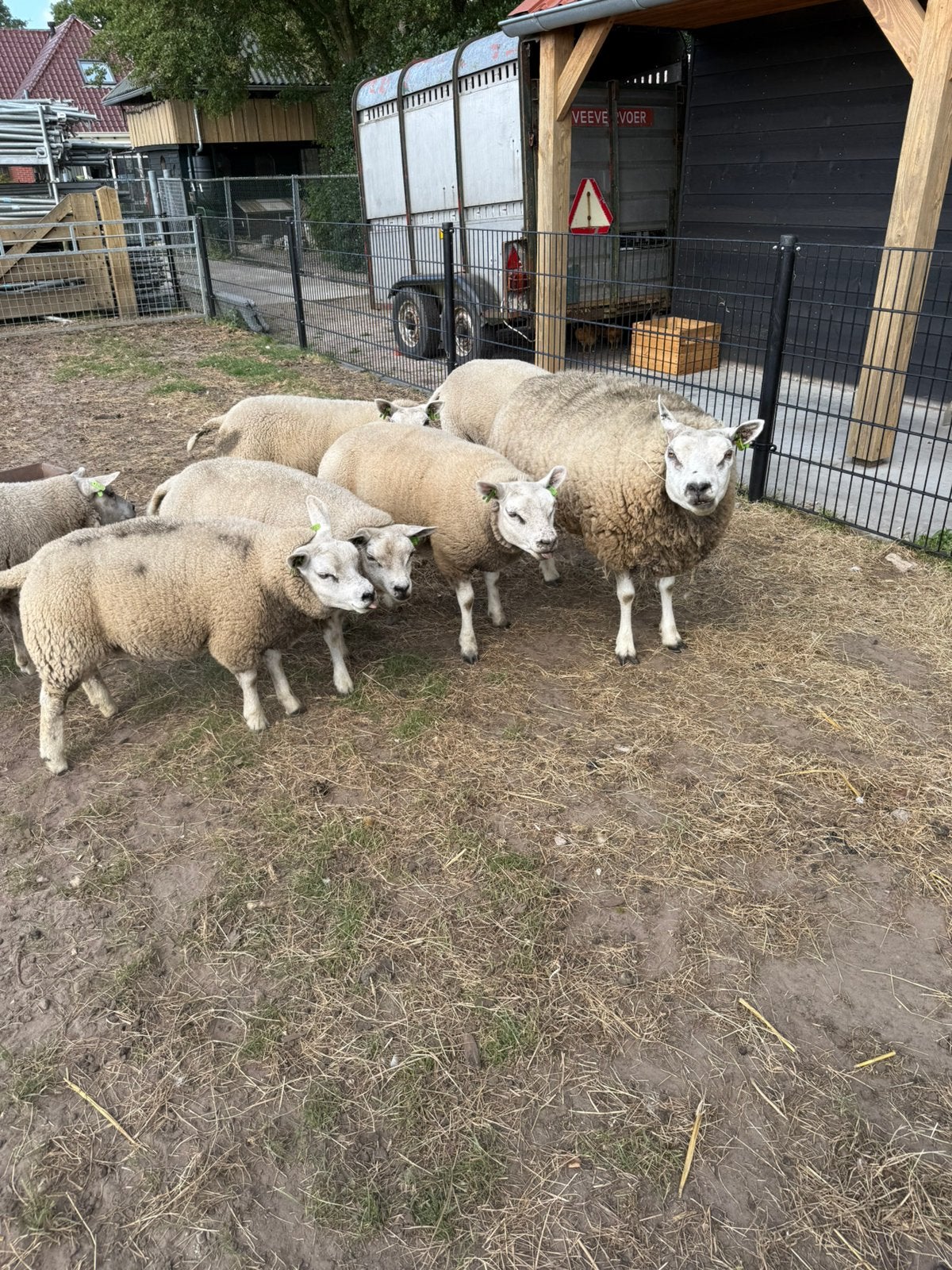 Ooien, Dieren en Toebehoren, Vrouwelijk, Schaap
