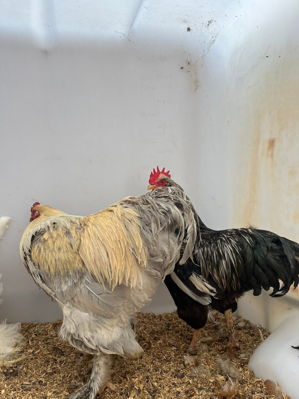 Prachtige mooie brahma hanen, Dieren en Toebehoren