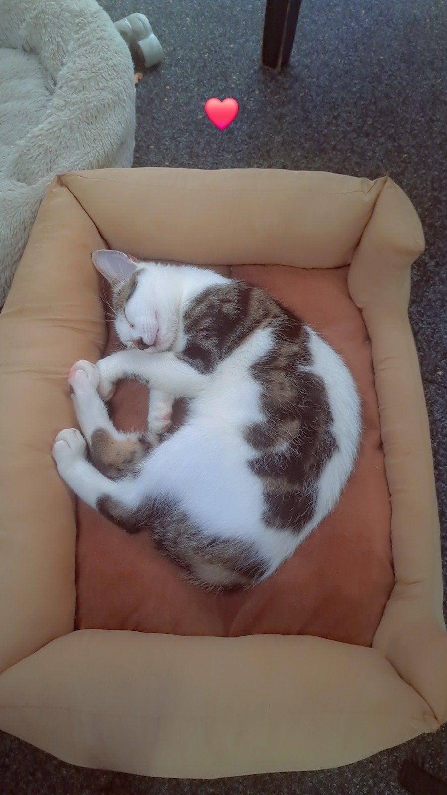 kitens, Dieren en Toebehoren, Meerdere dieren, Kortharig, 0 tot 2 jaar