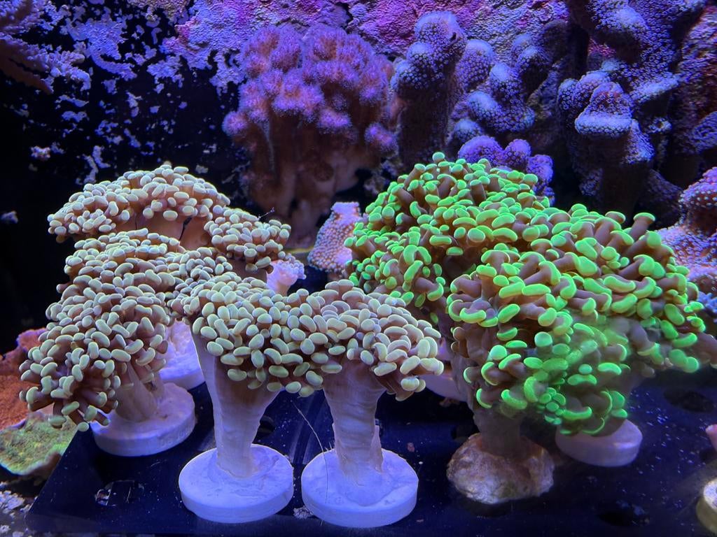 Euphyllia goud en toxi green LPS koraal, Dieren en Toebehoren, Overige typen