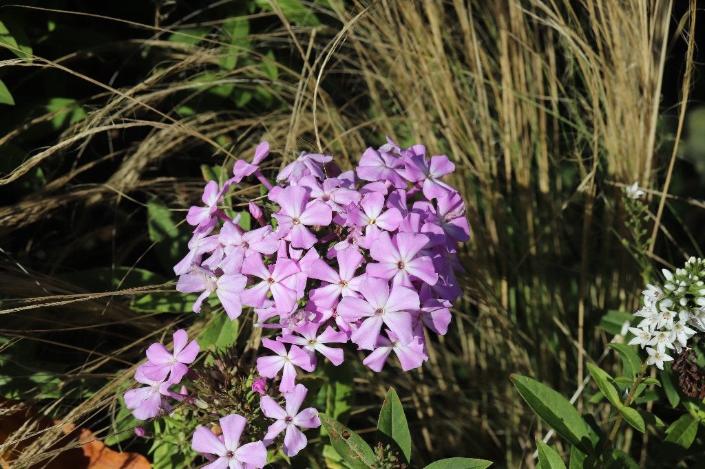 phlox, Vaste plant, Halfschaduw, Zomer, Ophalen
