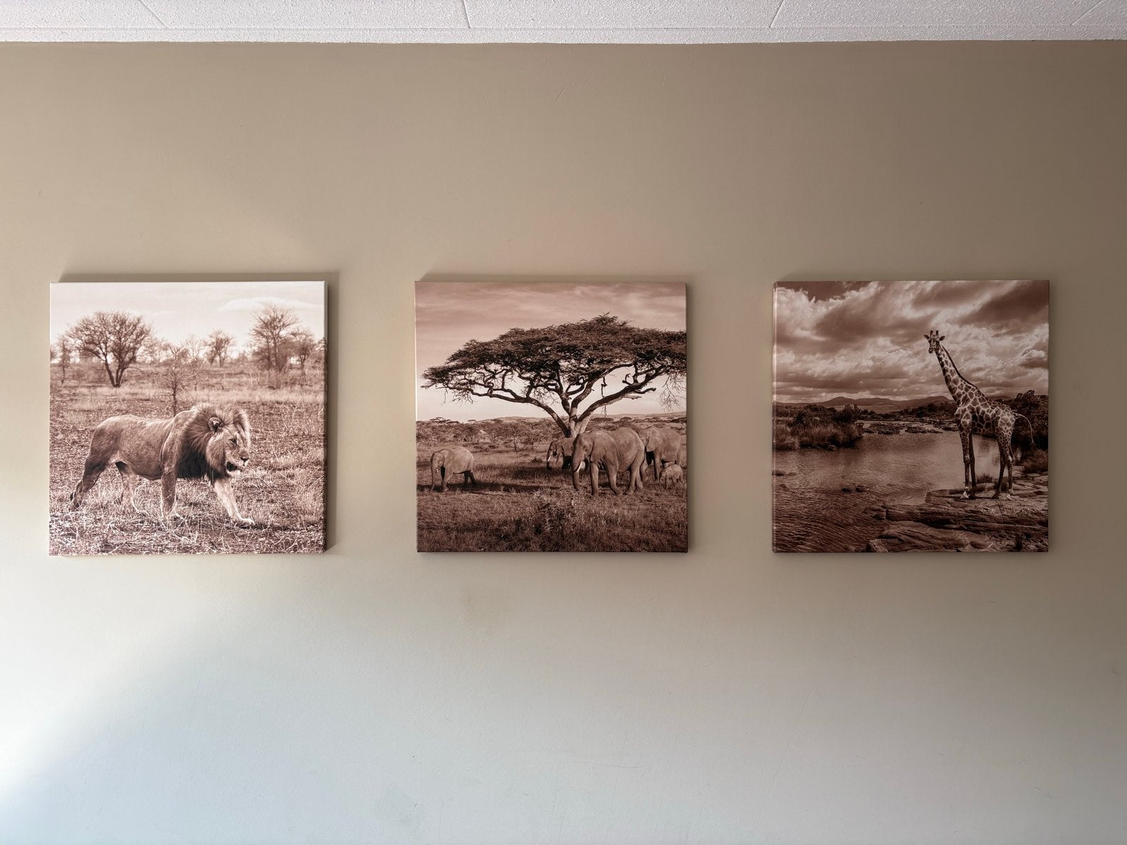 Set van 3 Afrikaanse Safari Canvas Prints, Ophalen, Minder dan 50 cm, Gebruikt, Print