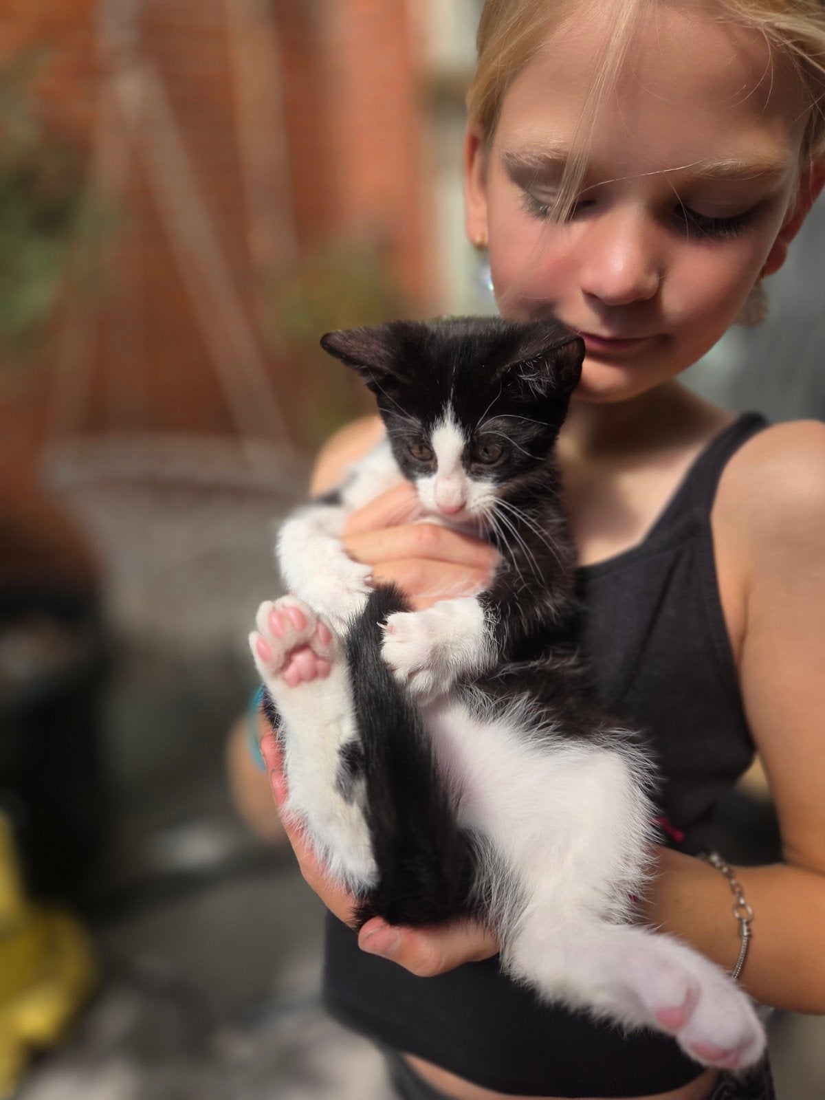 Lief katertje van 12 weken zoekt gouden mandje ️, Kater, Kortharig, 0 tot 2 jaar