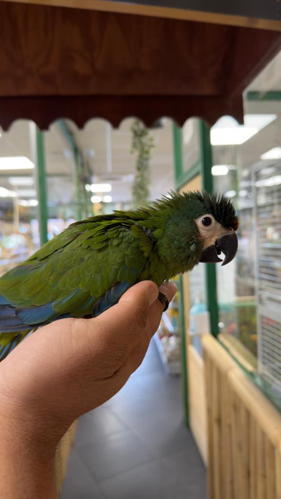 Jonge ara maracana incl. Getest, Dieren en Toebehoren, Vogels | Parkieten en Papegaaien, Meerdere dieren, Papegaai, Pratend