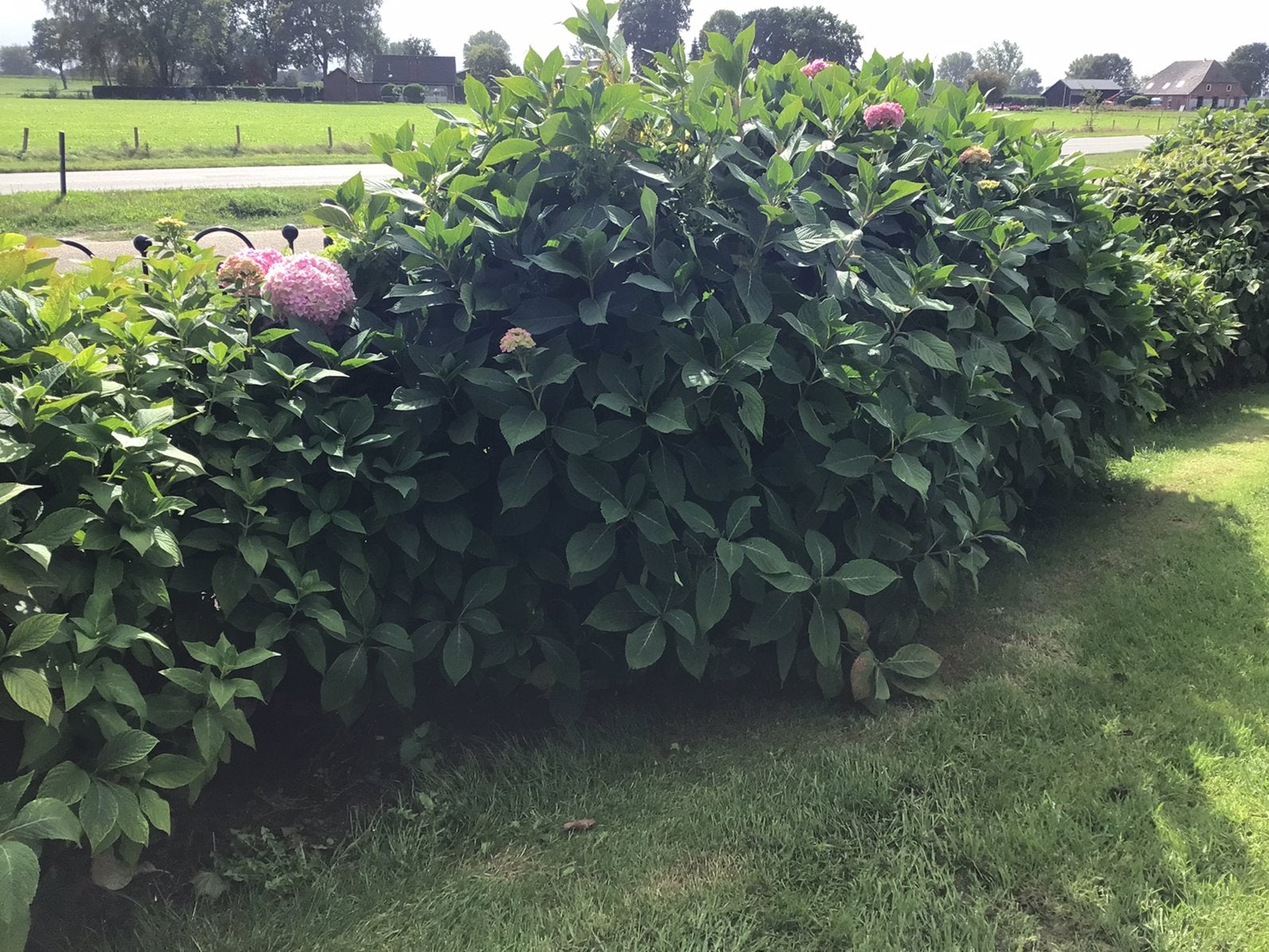 Gratis af te halen 10 hele mooie grote Hortensia’s, Ophalen, Hortensia, Minder dan 100 cm