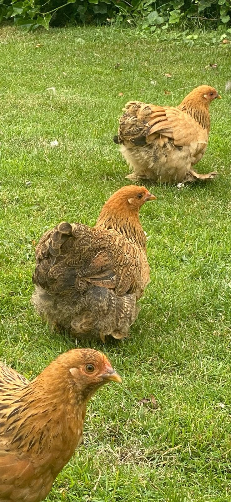 Cochin kriel hennen en hanen., Dieren en Toebehoren, Meerdere dieren, Kip