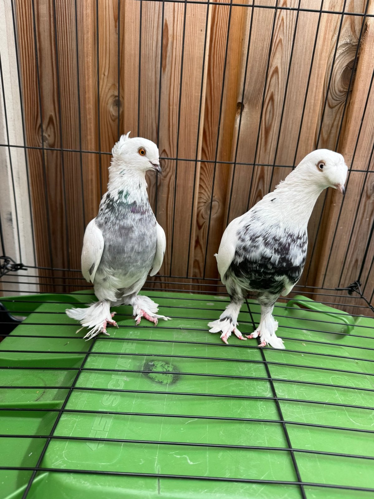 Takla van kaplani, Dieren en Toebehoren, Vogels | Duiven, Mannelijk, Postduif