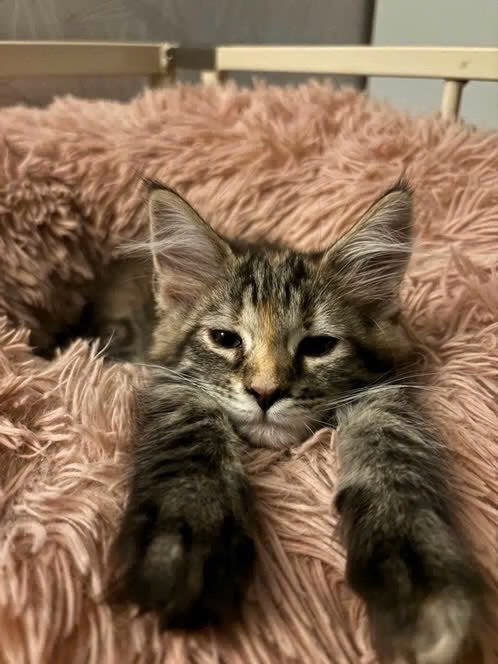 Maine coon kittens, Poes, Gechipt, 0 tot 2 jaar