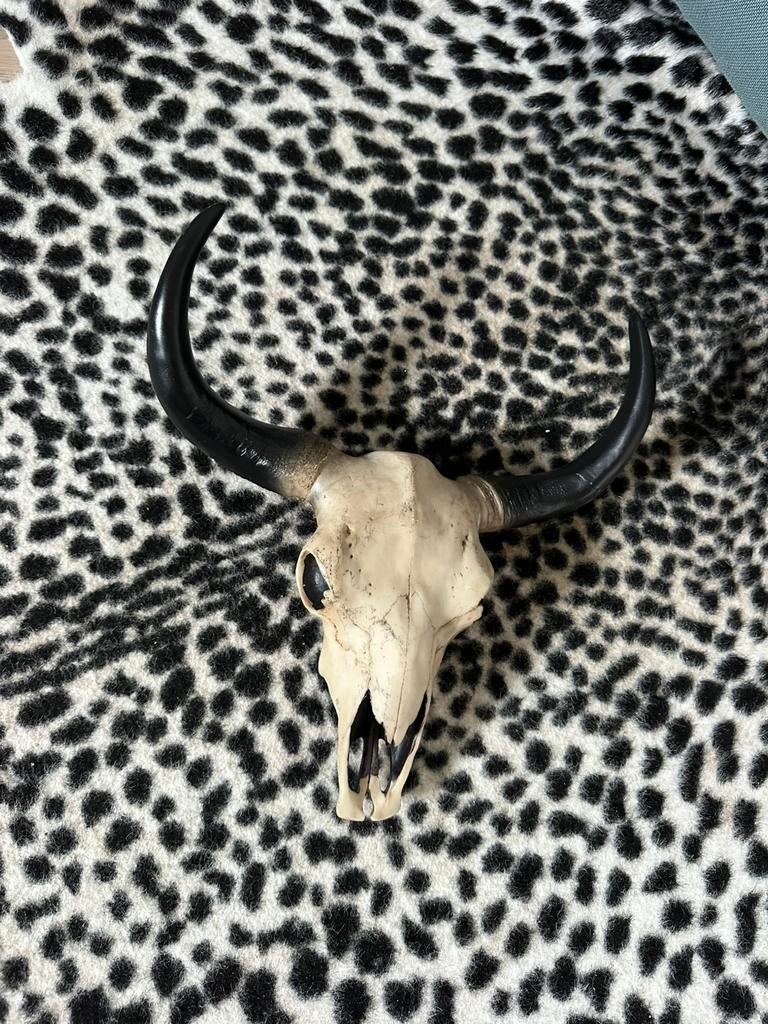 Skull voor aan de wand nieuw, Ophalen of Verzenden, Zo goed als nieuw, Opgezet dier