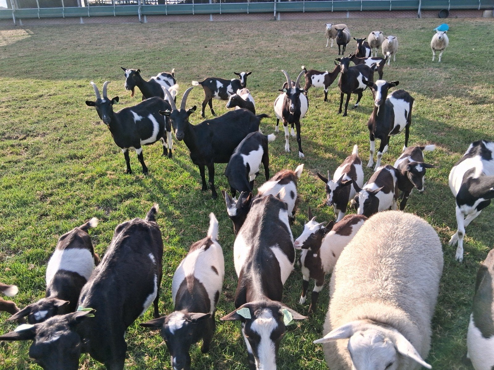 zwartbont melkgeiten, Dieren en Toebehoren, Schapen, Geiten en Varkens, Vrouwelijk, Geit