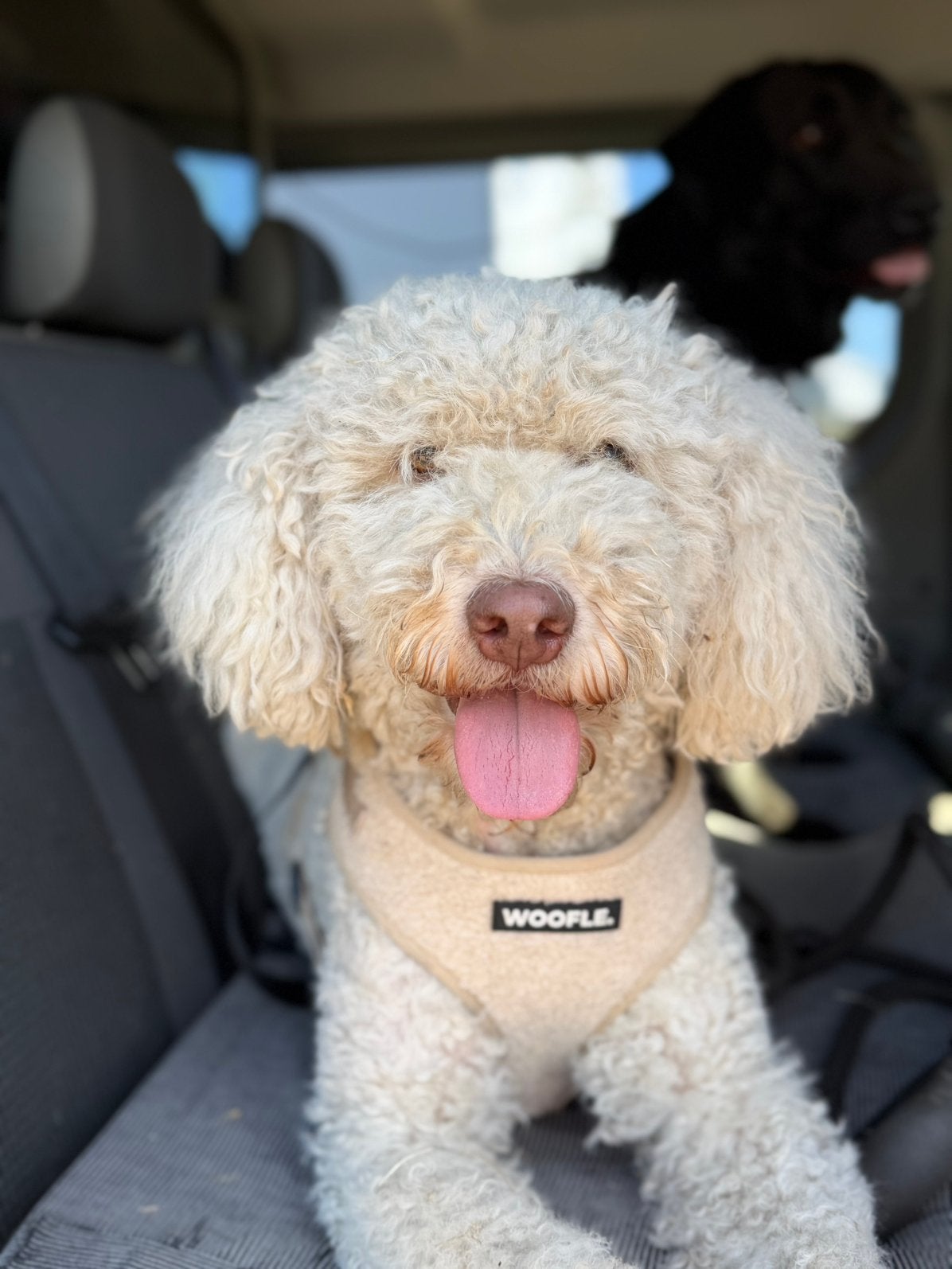 Labradoodle pups verwacht | Pixy × zwarte Labrador Peppy🫶, Overige rassen, Parvo, Meerdere, Meerdere dieren