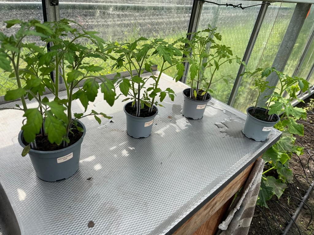 Tomaten en paprika planten, Ophalen, Eenjarig, Groenteplanten, Volle zon