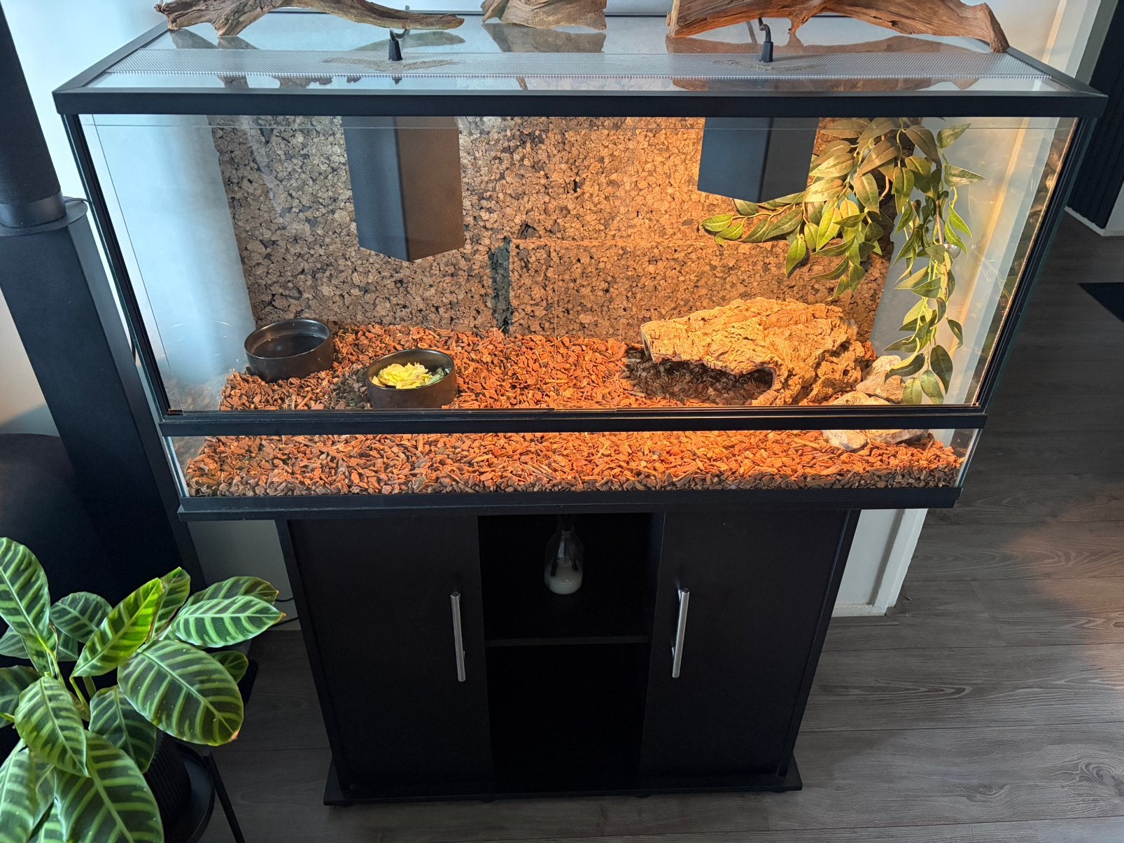 Russische vierteenschildpad met terrarium, Dieren en Toebehoren, Ophalen, Zo goed als nieuw