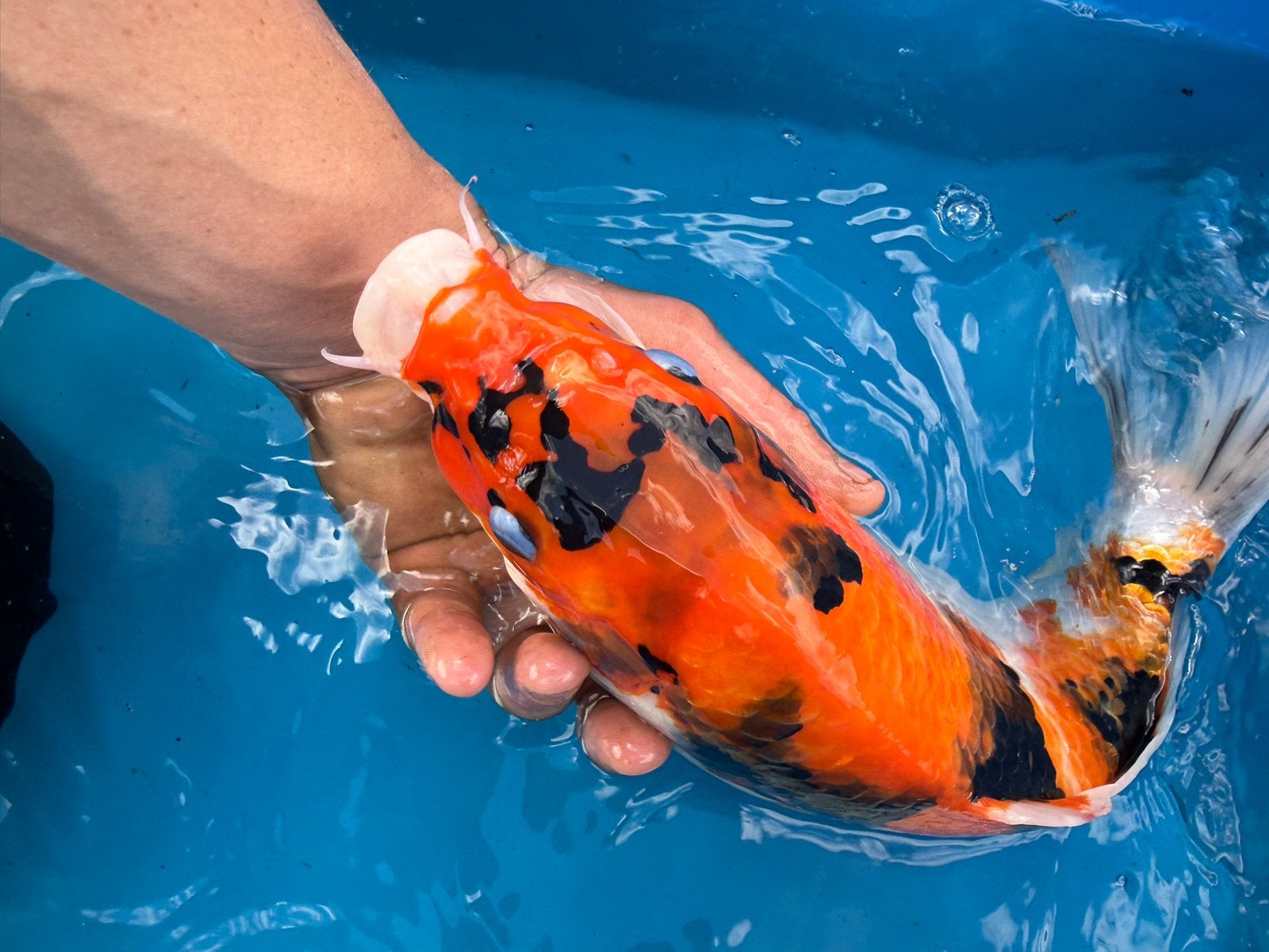 koi, Karper of Koi