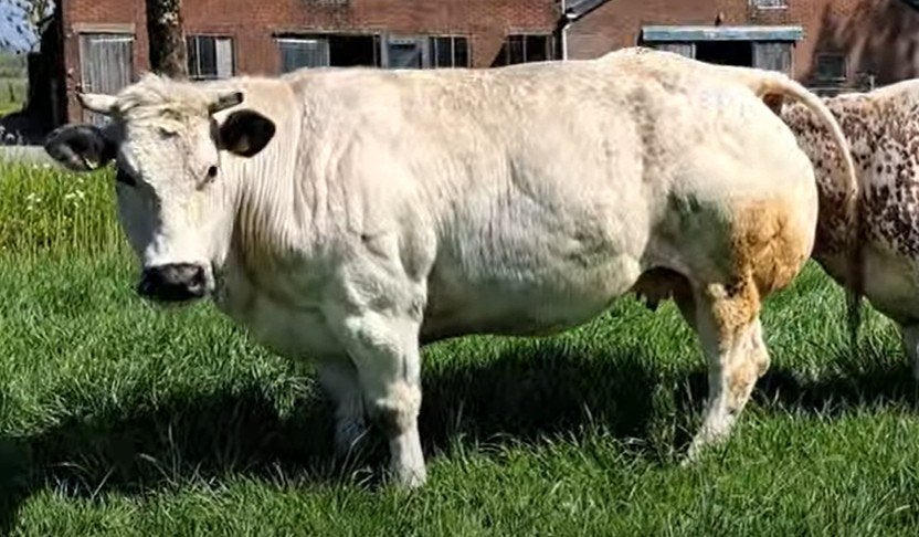 dikbil vaarskalf gezocht, Vrouwelijk, 0 tot 2 jaar