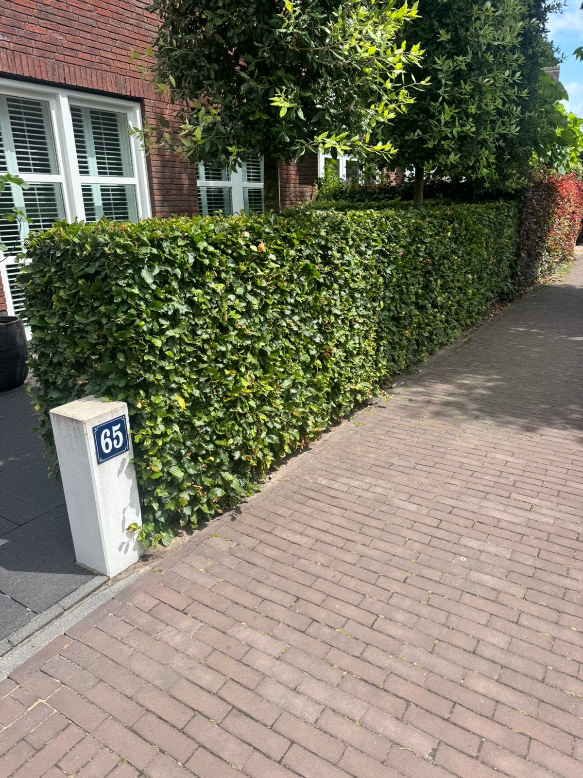 GRATIS Bladhoudend Beukenhaag ongeveer 9 meter, Ophalen, Beukenhaag, 100 tot 250 cm