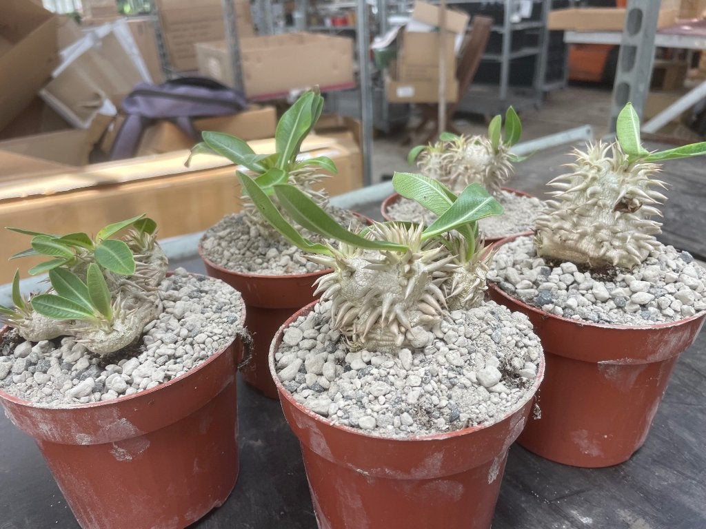 Caudex Pachypodium Eburneum Madagaskar potmaat10 cm., Overige soorten, Ophalen of Verzenden, In pot, Minder dan 100 cm