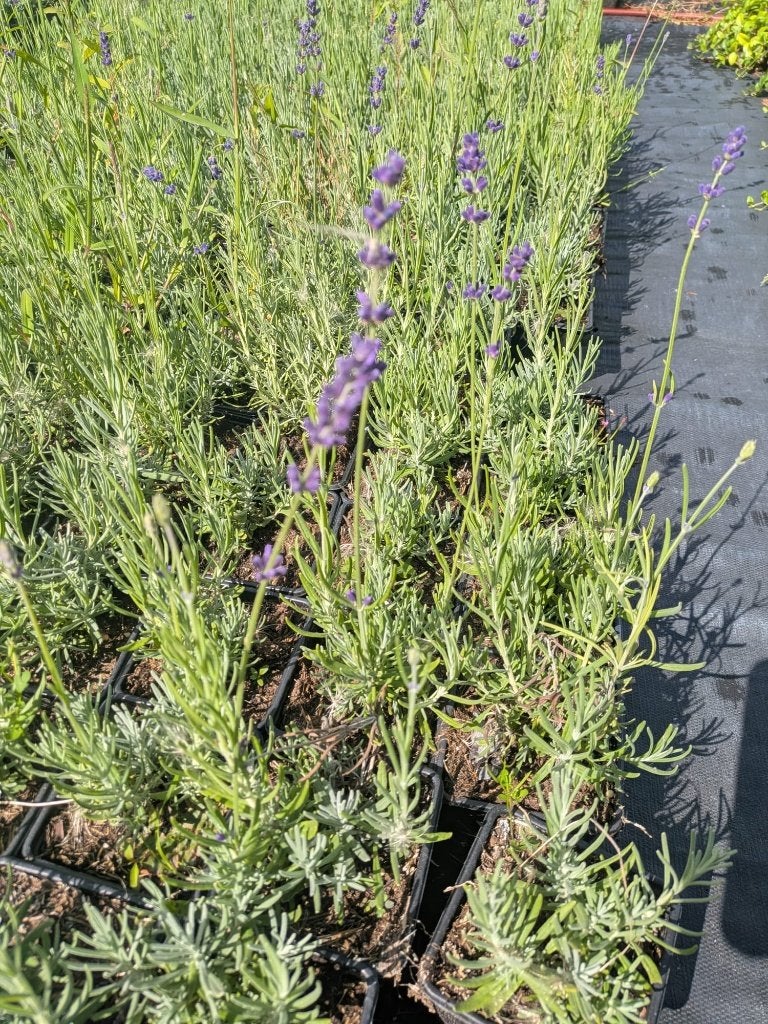 Lavendel hidcote lavendula p9, Volle zon, Vaste plant, Zomer, Ophalen