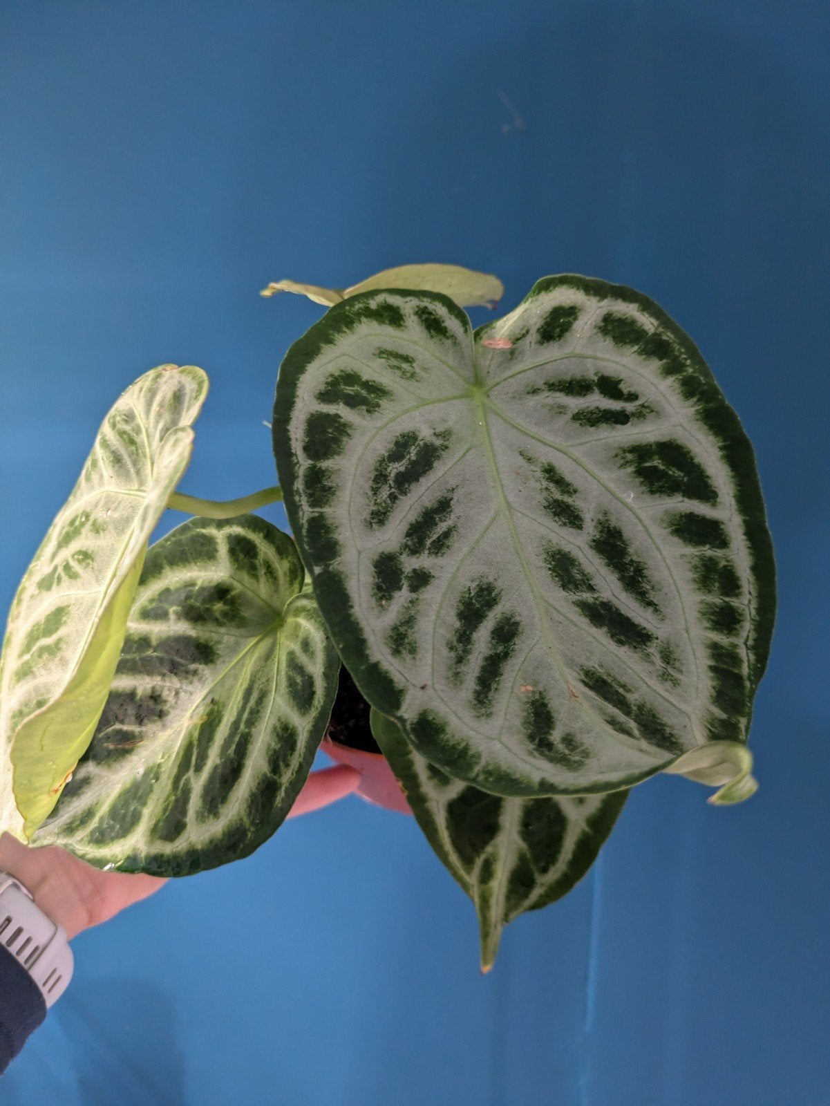 Anthurium Silver Blush kamerplant, Ophalen of Verzenden, Halfschaduw, Minder dan 100 cm