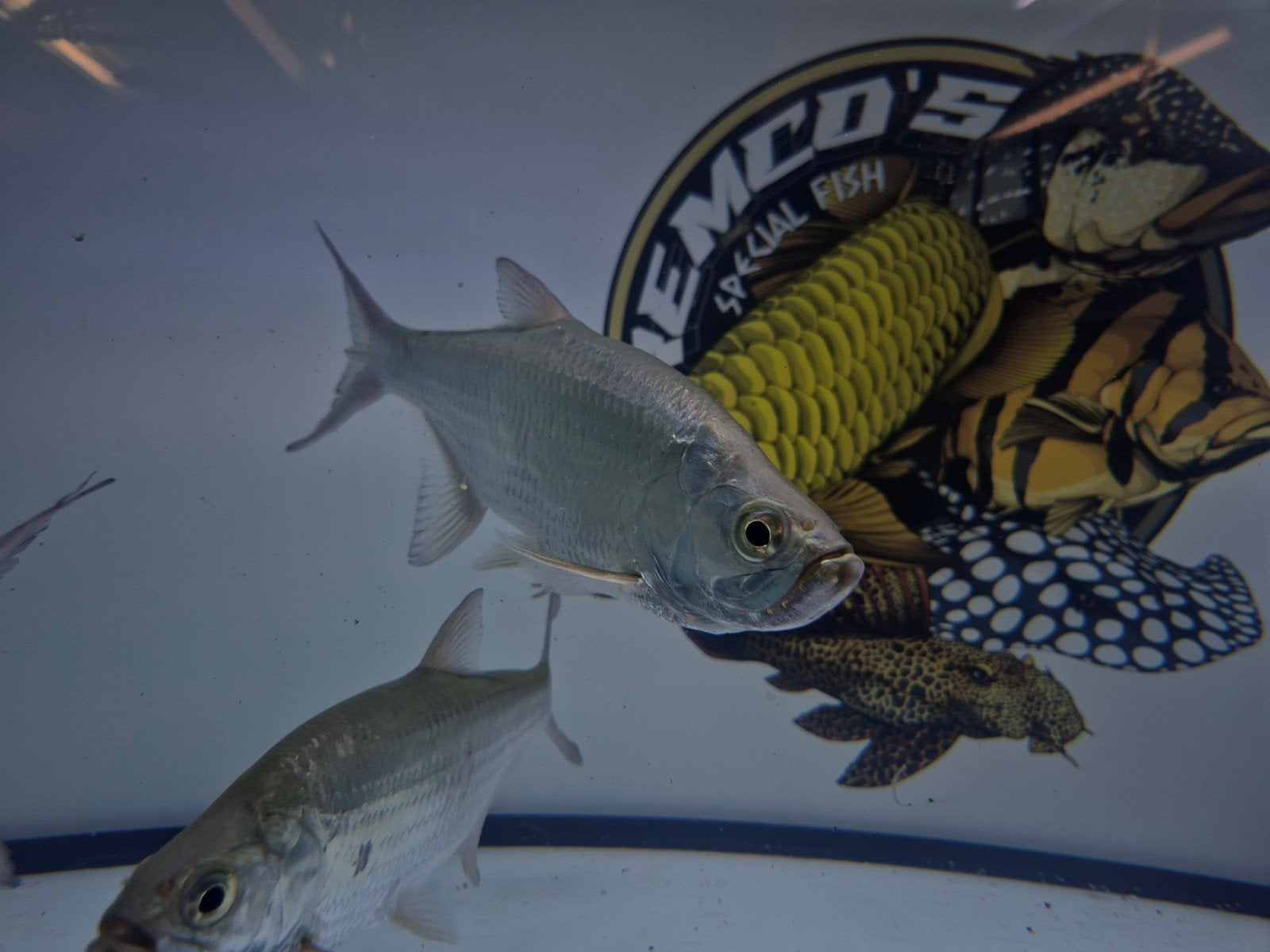 Atlantic Tarpon 100% zoetwater, Dieren en Toebehoren, Vis, Zoetwatervis