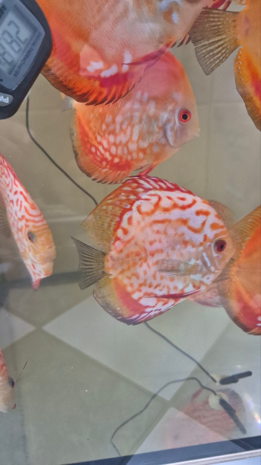 Discusvissen, Dieren en Toebehoren, Vis