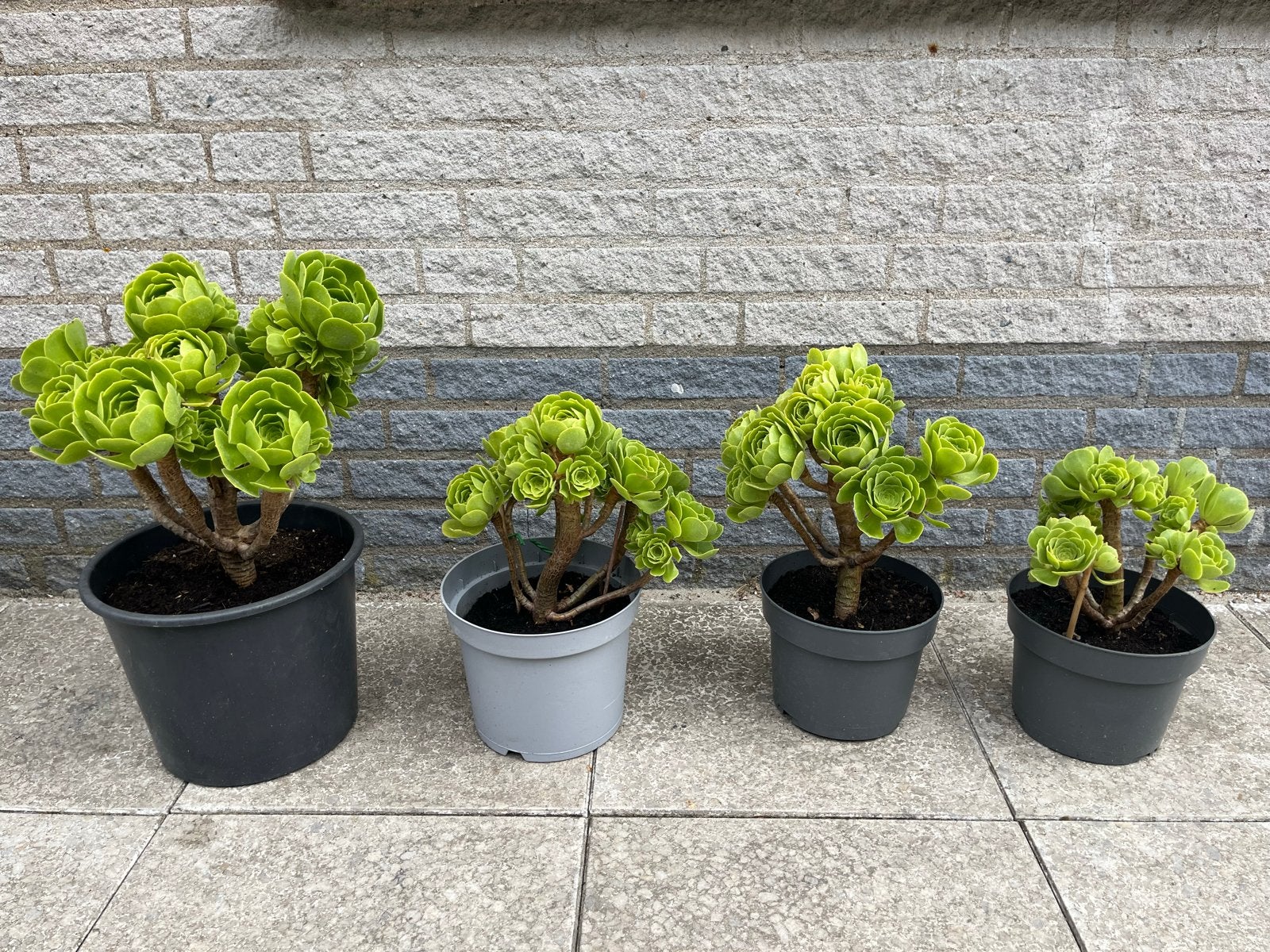 4 Aeoniums (per stuk te koop: €10, €7 of €5), Ophalen, Overige soorten, Volle zon