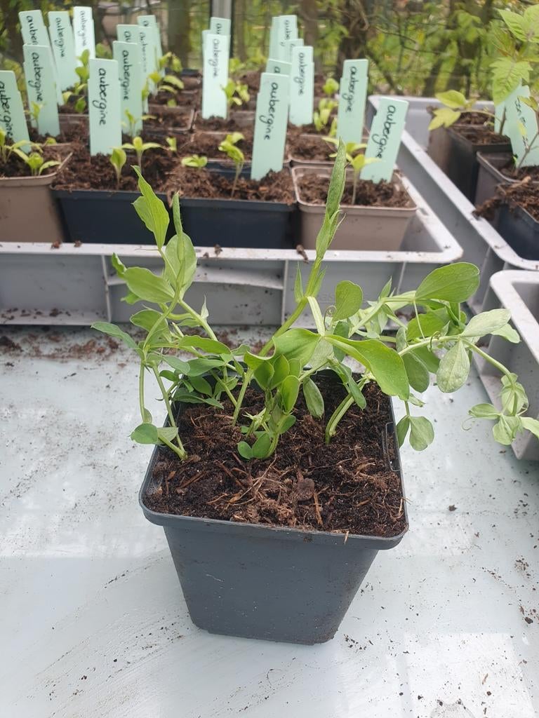 Lathyrus reukerwt, Ophalen, Overige soorten, Volle zon