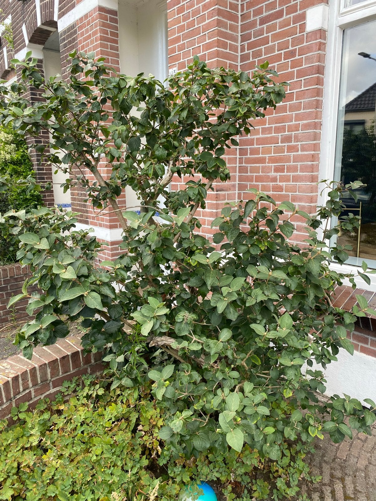 Gratis af te halen: grote Viburnum (sneeuwbal), Tuin en Terras, Volle zon, Vaste plant, Bloeit niet, Ophalen