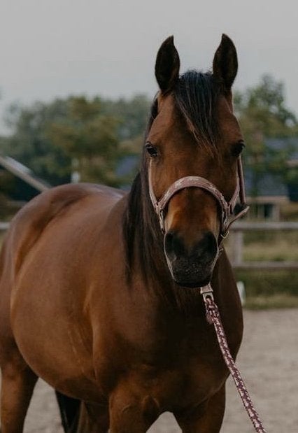 Lieve en karaktervolle Arabische merrie zoekt nieuw thuis, Dieren en Toebehoren, Merrie, Minder dan 160 cm, Met stamboom, 7 tot 10 jaar