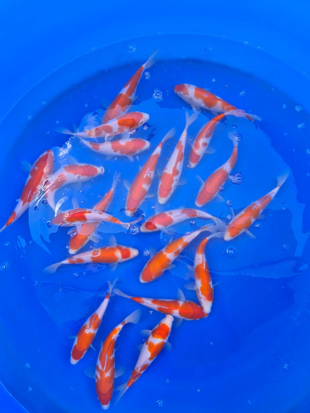 Genjiro kohaku tosai, Karper of Koi