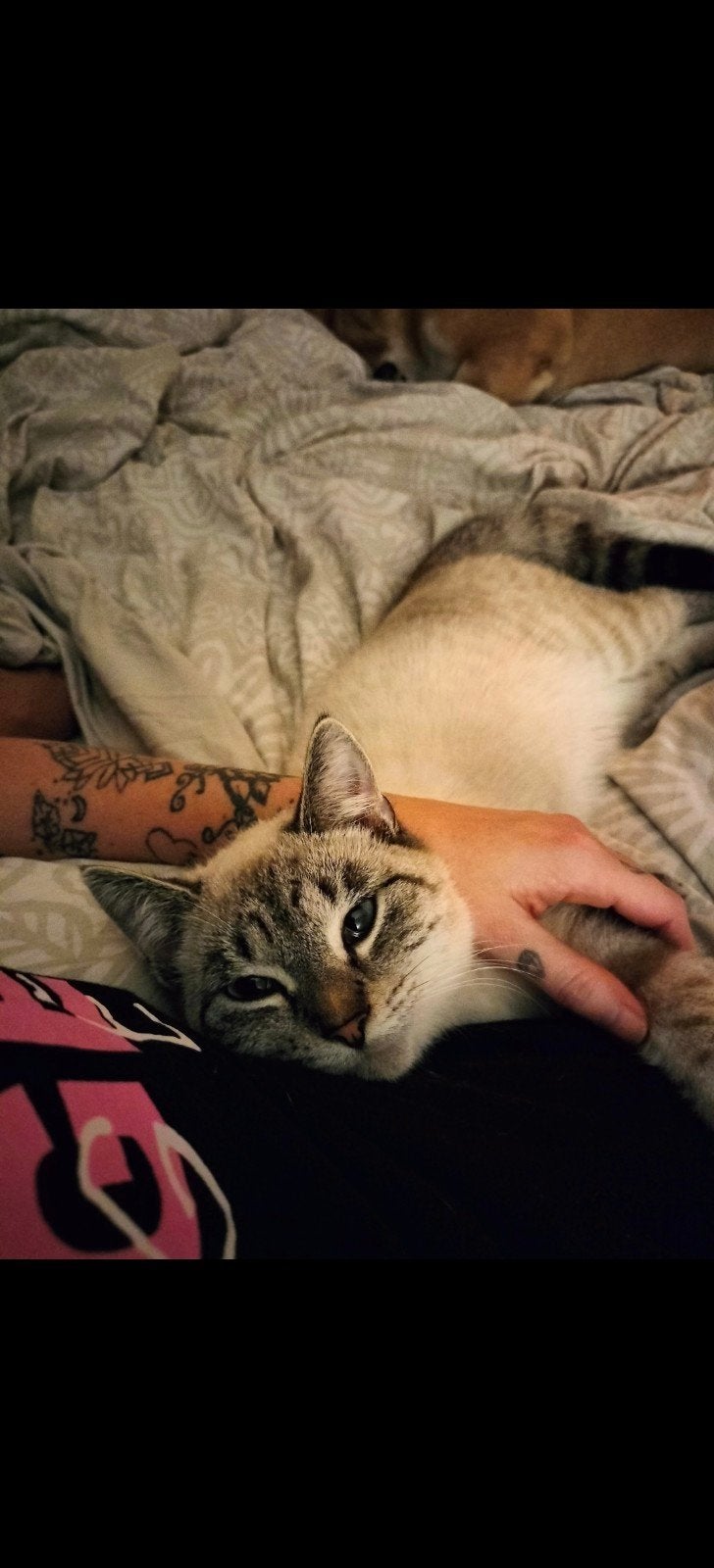 VERMIST BELONING €200, Dieren en Toebehoren, Poes, 3 tot 5 jaar