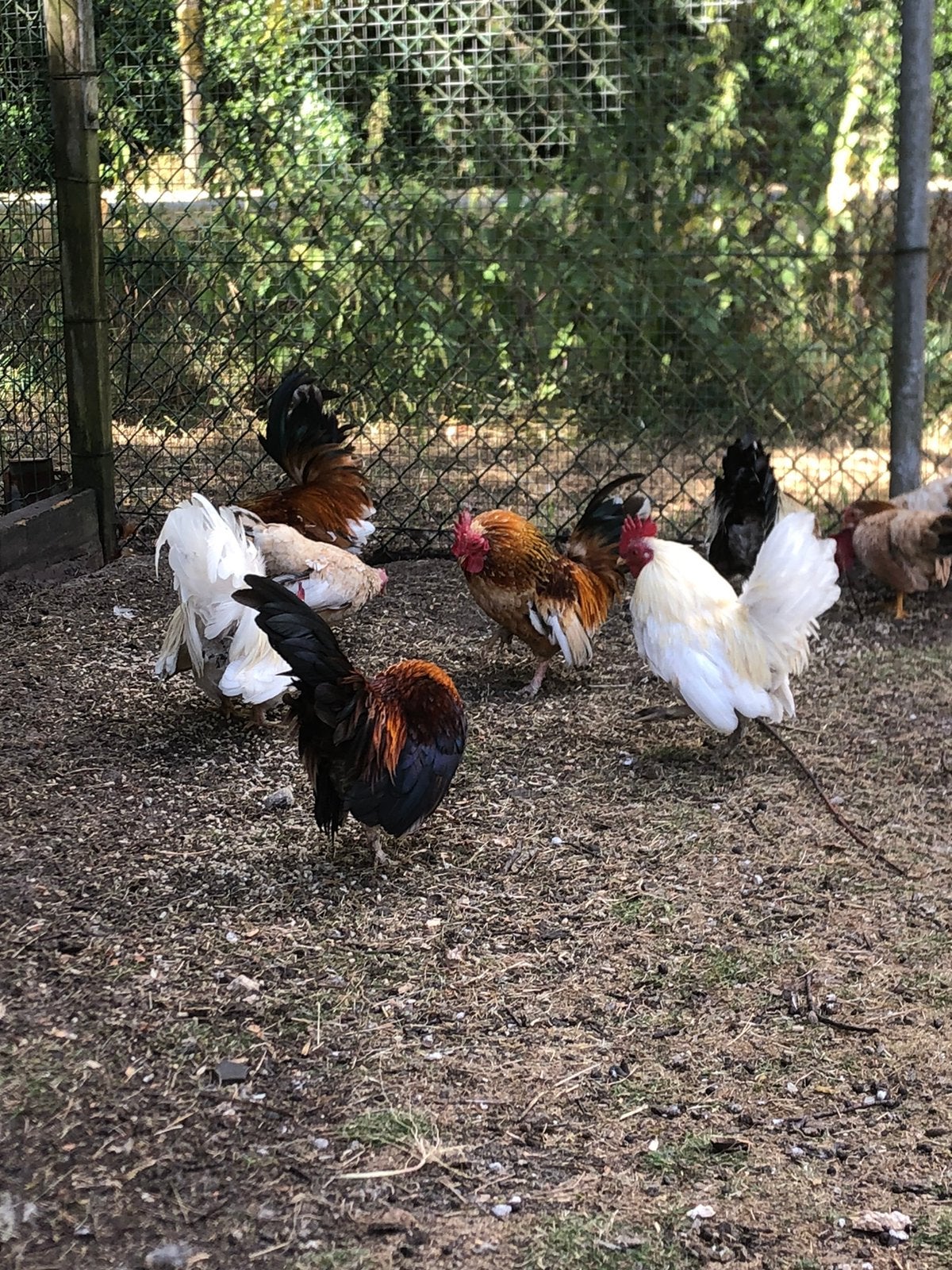 Leuke kriel haantjes, Dieren en Toebehoren, Pluimvee, Mannelijk, Kip