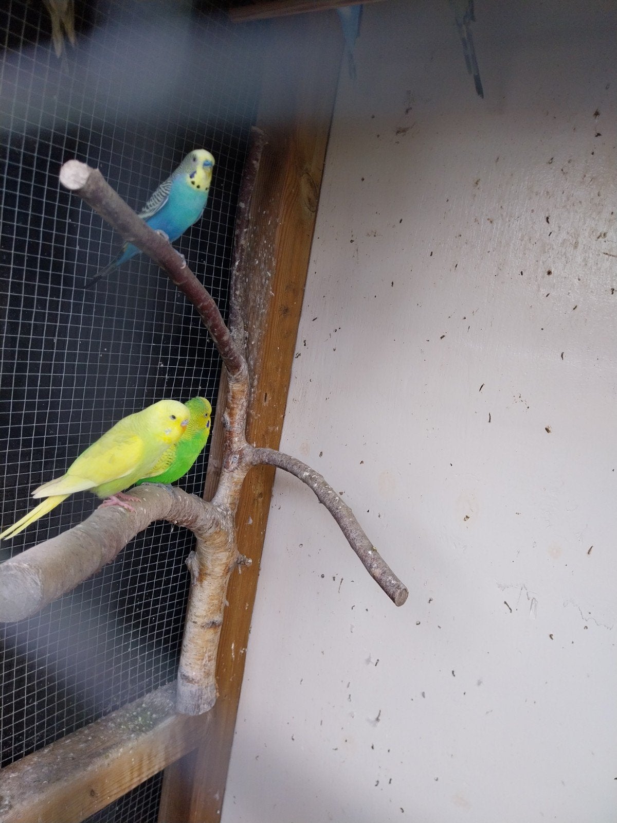 Grasparkieten te koop, Dieren en Toebehoren, Mannelijk, Parkiet