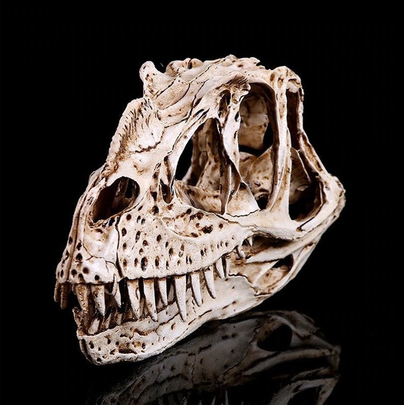 Ceratosaurus Schedel / Dinosaurus Doodskop Anatomie Skull, Verzenden, Nieuw