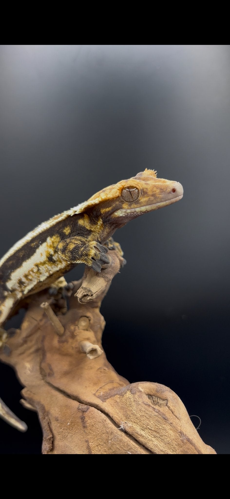 Wimper gekko vrouw (quad stripe), Dieren en Toebehoren, Hagedis, 0 tot 2 jaar