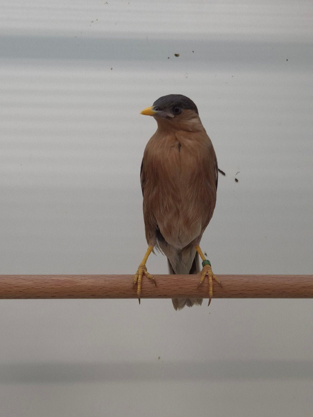 2-2 Pagode spreeuwen met dna, Dieren en Toebehoren, Meerdere dieren, Tropenvogel, Geringd