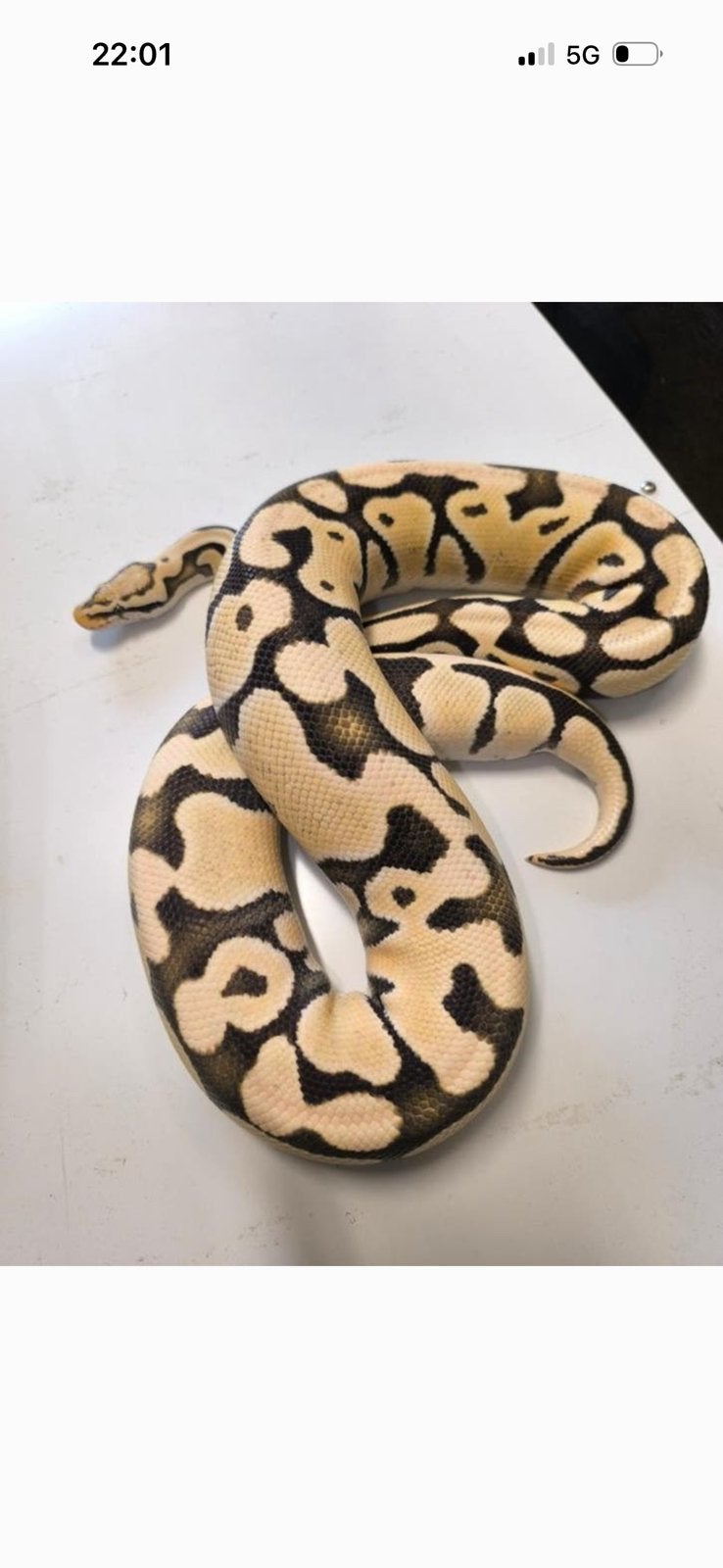 Ball python, Dieren en Toebehoren, Reptielen en Amfibieën, Slang, 3 tot 6 jaar