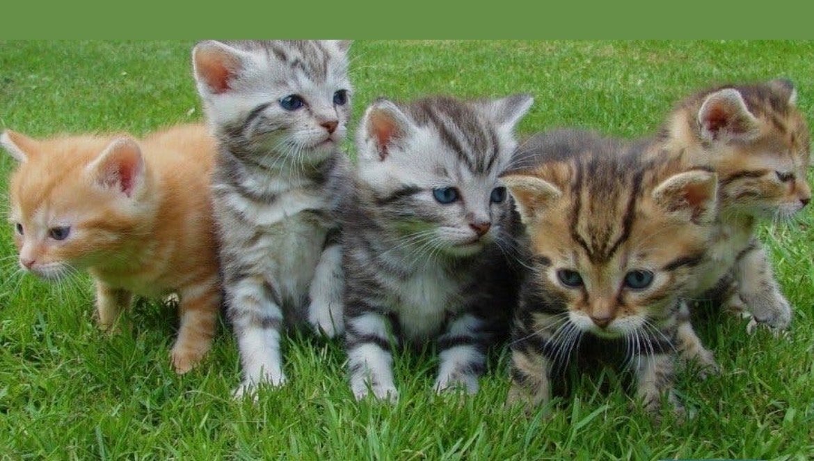 Ik zoek gratise kittens, Ophalen