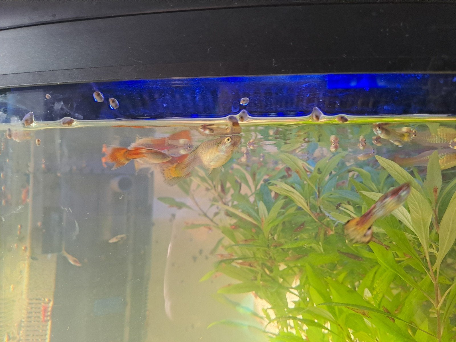 Guppen, Dieren en Toebehoren, Vissen | Aquariumvissen, Vis