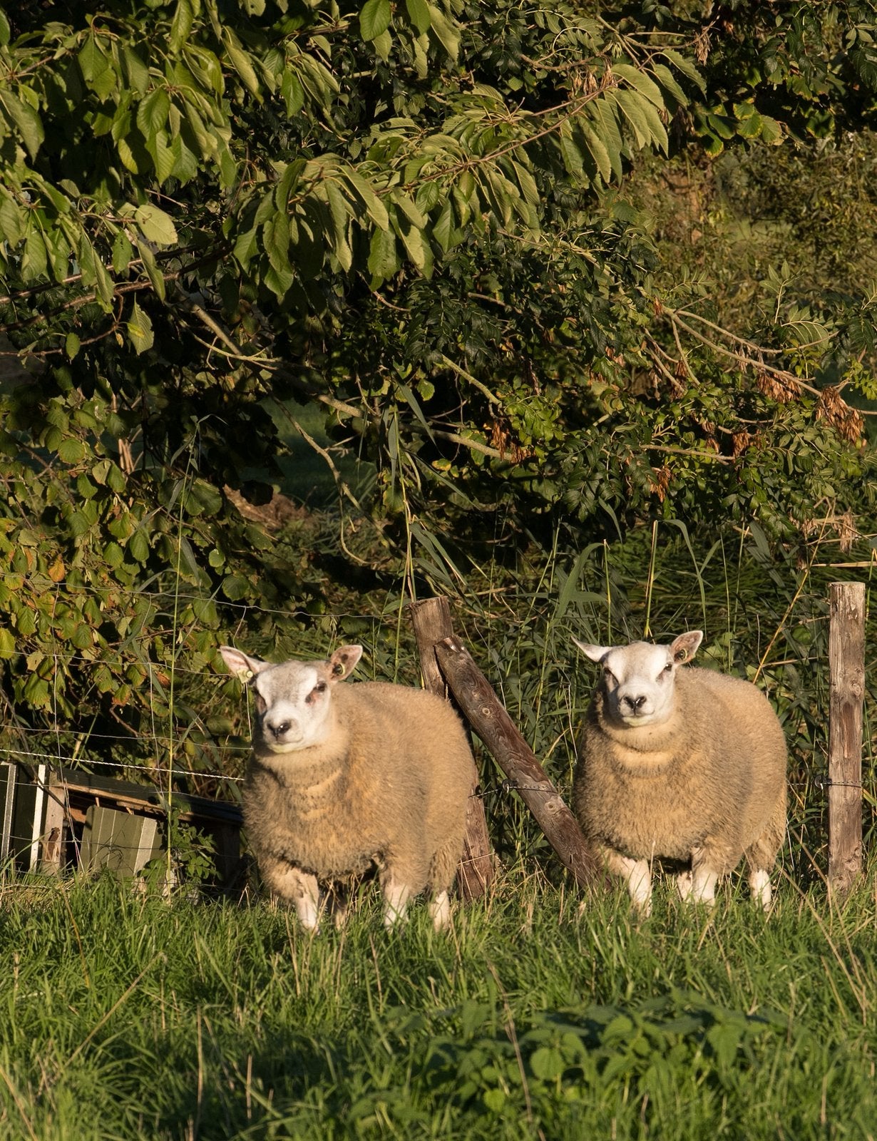 Stamboek Texelaar dekrammen, Dieren en Toebehoren, Mannelijk, Schaap