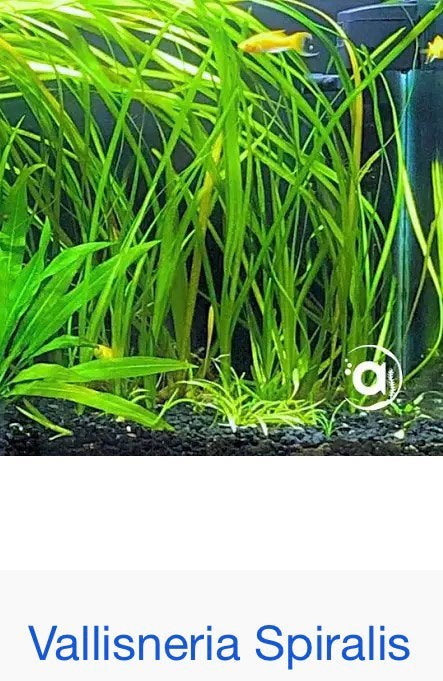 Diverse aquariumplanten en mossen., Dieren en Toebehoren, Ophalen of Verzenden, Zo goed als nieuw, Plant(en), Steen of Hout